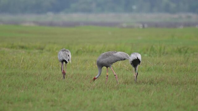Sarus crane or Grus antigone flock family in natural green background during summer at Buriram, Thailand.