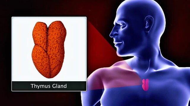 Thymus gland hormones role and disorder.