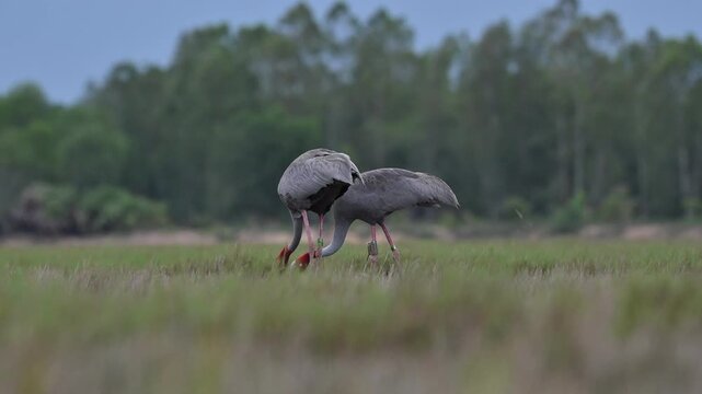 Sarus crane or Grus antigone flock family in natural green background during summer at Buriram, Thailand.