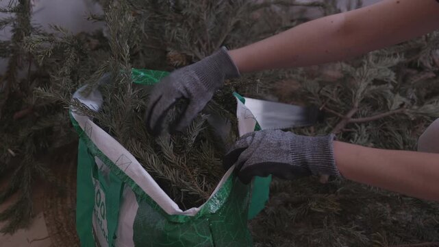 Disposing of cut Christmas tree branches, eco home cleanup.Hands placing cut Christmas tree branches into garbage bags after holiday cleanup. Real life domestic routine, sustainable cleanup process.
