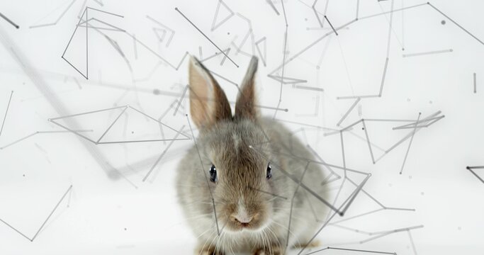 Sitting fluffy graybrown rabbit facing front on white backdrop with line-dot network and shadow