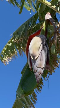 Banana blossom used in international trade, representing tropical economy and food supply chains. Banana flower Musa spp in tropical farm, symbolizing global agriculture and export markets.