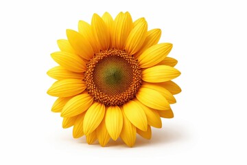 Obraz premium Single bright yellow sunflower head isolated on white background. Represents summer, happiness, and growth. Ideal for floral designs, greeting cards, or nature product advertisements.