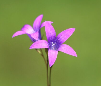Campanula patula (spreading bellflower) wildflower growing in a meadow