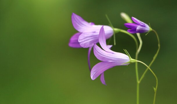 Campanula patula (spreading bellflower) wildflower growing in a meadow