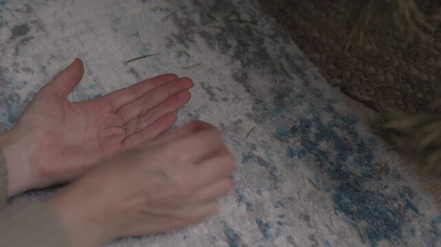Hands picking up pine needles from carpet.Close-up footage of hands picking up dry pine needles from carpet after Christmas tree. Concept of post-holiday cleanup, home cleaning routine, mess removal