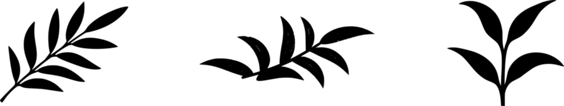 A solitary Lemon Verbena sprig stands gracefully against a pristine white backdrop, its long, pointed green leaves exuding an aura of freshness and natural beauty