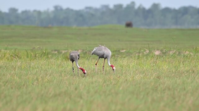 Sarus crane or Grus antigone flock family in natural green background during summer at Buriram, Thailand.