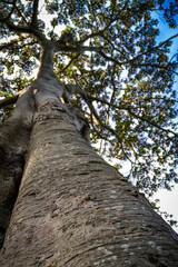 Fototapeta premium Tall tree on a summer afternoon