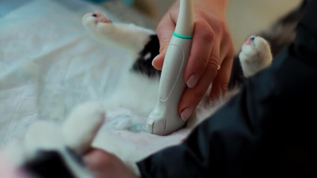 Veterinary specialist performs ultrasound scan of abdomen and mammary area on domestic cat. Animal patient positioned on white medical cloth during health screening, showcasing animal care and diagnos