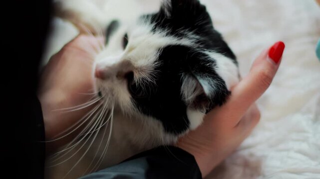 Detailed view of black and white domestic cat head, long whiskers. Human hands with vibrant red nail polish provide gentle support, establishing calm interaction during veterinary visit or home treatm