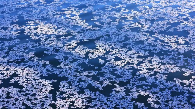 Sakura petals on the water surface	
