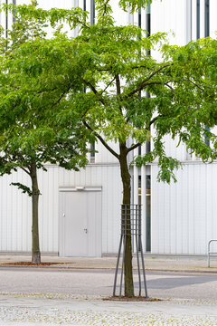 Minimal urban sidewalk scene with empty street architecture and a summer tree providing shade and greenery in quiet city surroundings