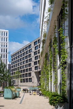 Modern architecture frames an urban courtyard with sunny walkway where vines and greenery plants climb along the building facade quiet space