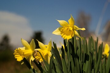 kwitnące żonkile na tle błękitnego nieba w słoneczny dzień © siwyk