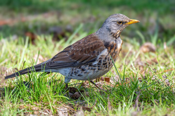 Kwiczoł(Turdus pilaris).  © Janusz Lipiński