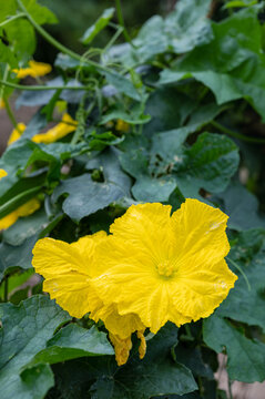 Close-up of Bright Yellow Luffa Flower with Deep Green Leaves and Vine Structure in Natural Light