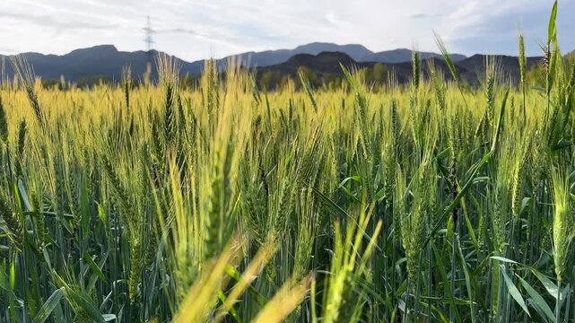 Close-Up of Green Wheat Ears Swaying in Gentle Breeze