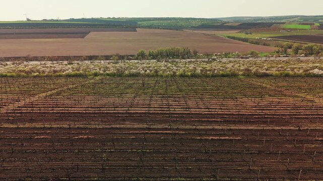 Aerial Panorama Rolling Fields Blossom Hedge, Tilled Foreground Rows, Distant Hills And Patchwork Farmland