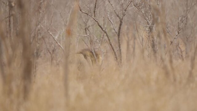 Lion walks away in Kruger National Park savanna. Static shot with brief rack focus to nearby grass, then back to the lion, showing dry bushveld habitat and wildlife behavior.