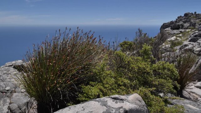A scenic view of rocky terrain, the Atlantic Ocean, and hardy fynbos plants thriving in the elements, on Table Mountain, Cape Town, under a clear blue sky.