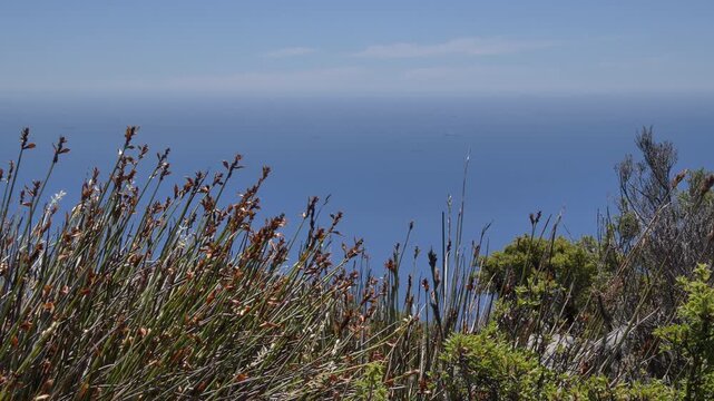 A spectacular view taken from Table Mountain, Cape Town, of diverse fynbos plants swaying gently in the breeze against a vast blue ocean horizon with ships sailing in the distance.