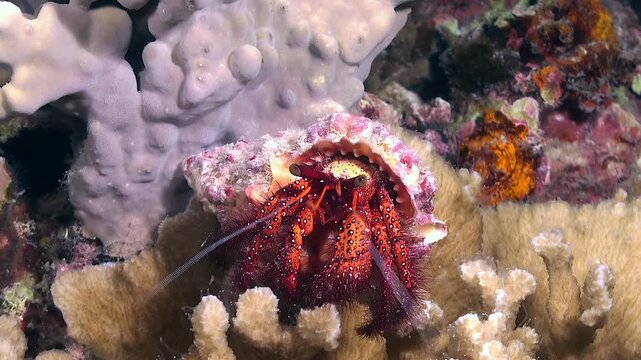 Red Hermit crab walking over coral reef