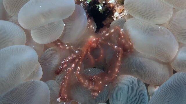 An Orang-utan crab sitting on a bubble coral