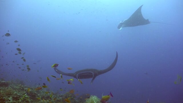 Two Manta Rays swimming over Coral Reef in Raja Ampat