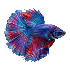 Fototapeta premium Vibrant betta fish portrait isolated on transparent background stunning aquatic beauty