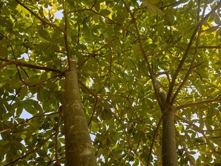 Fototapeta premium Pachira aquatica, or Money Tree, is an auspicious tree native to South America.