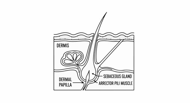 Diagram of a hair follicle and associated structures within the skin layers