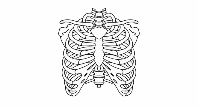 Outline of a human rib cage, sternum, and clavicles