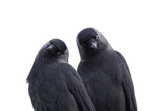 Two jackdaws looking curiously isolated on transparent background