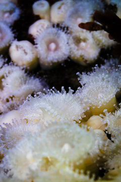 Jewel anemones (Corynactis australis)  colony macro detail on rocky reef, Wellington, New Zealand
