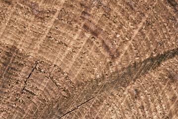 Fototapeta premium IMAGES ON NATURE - Wood rings after cutting down a tree