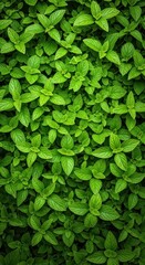 Fototapeta premium A dense, vibrant carpet of emerald green leaves and textured foliage creates a calming, natural background, perfect for organic themes, growth, backdrop, leafage