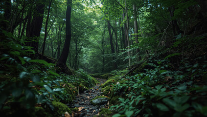 Obraz premium Lush green forest path lined with mossy stones and dense trees, tranquil natural atmosphere