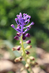 Fototapeta premium Purple Tassel Hyacinth growing in meadowland in Mallorca, soft background