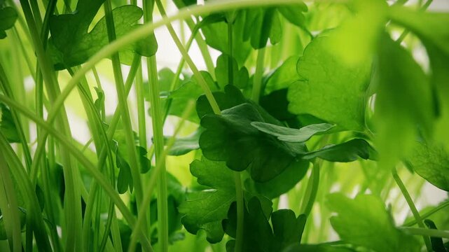 Parsley plant extreme close up sliding camera motion stock footage