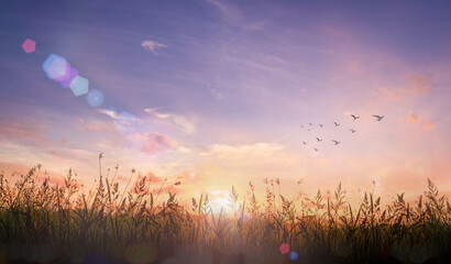Beautiful panoramic view of sunrise over grass meadow field with flying birds under a radiant golden sky background © Choat