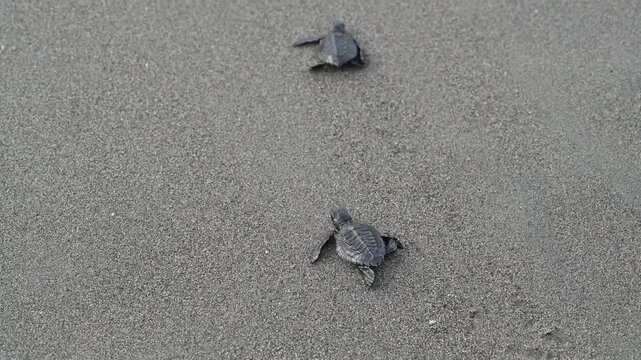 Release of olive ridley sea turtle hatchlings (Lepidochelys olivacea) at Lampuuk Beach, Aceh, Indonesia