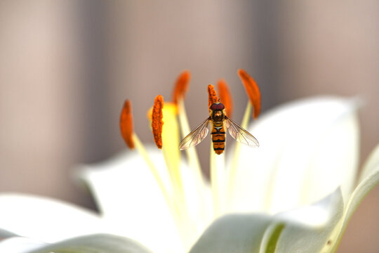 Episyrphus balteatus. Close-up of a female marmalade hoverfly. Hainschwebfliege, syrphe ceinture, mosca cernidora. resting on a lily flower. Macro of an insect in its natural habitat. Beauty in nature