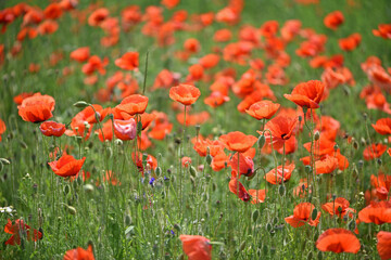 Obraz premium poppies. delicate petals of red poppies in the sun. background with poppy flowers. Beautiful red poppy wild flower and buds in the field. beauty in nature. close-up. spring season, summer time