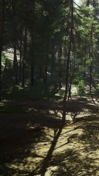 Gentle sunlight streams through the tall trees, creating dappled shadows on the forest floor. Lush greenery surrounds a peaceful path, inviting exploration and relaxation in nature.