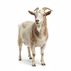 Obraz premium Domestic goat with horns standing against white background