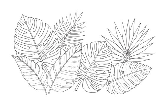 Hand drawn tropical leaves arrangement in black and white line monstera palm fern