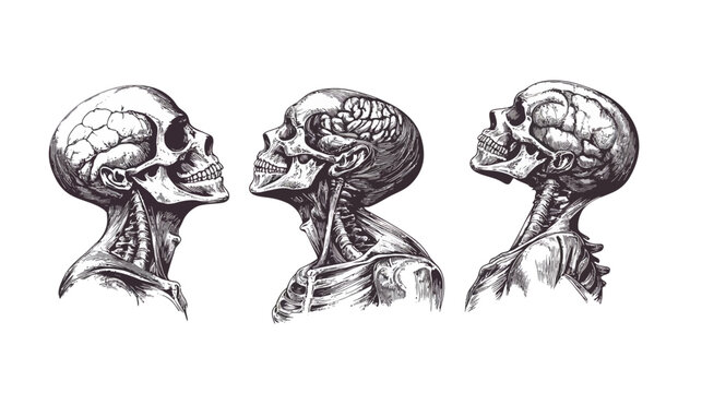 Three detailed anatomical illustrations of human skulls with exposed bone and tissue