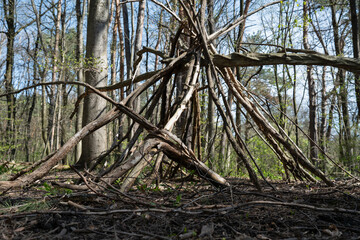 Handmade primitive shelter or teepee made of dry branches in a spring forest. This primitive shelter represents outdoor survival skills, bushcraft, scouting activities, or a children's secret hideout. © alan