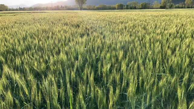 Fresh Organic Wheat Crop with Blurred Landscape